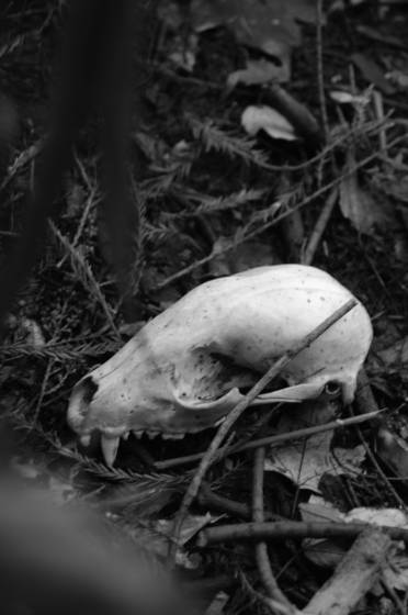 Raccoon_skull_1