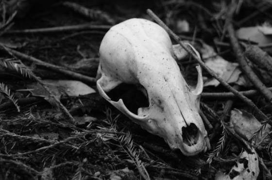 Raccoon_skull_2