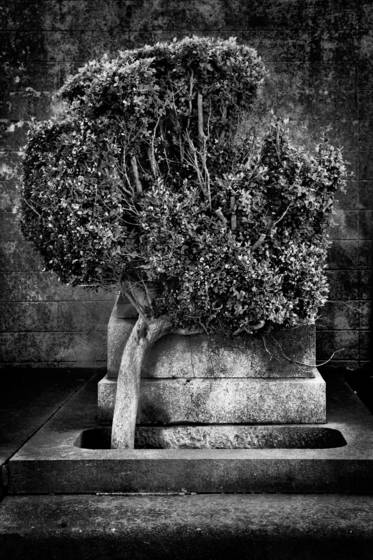 Meanders_of_a_synapse_7