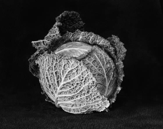 Macro_cabbage