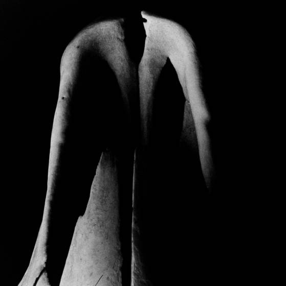 Bone_back