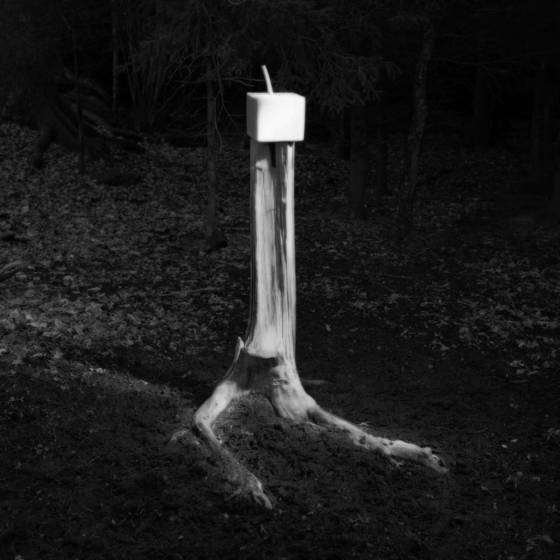 Forest_salt