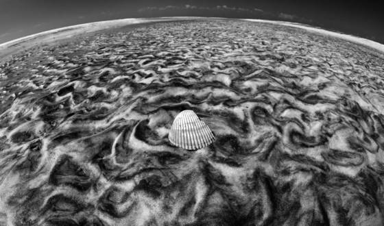 Seashell
