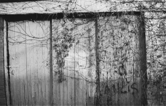 Urban_plants