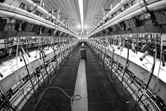 Milking