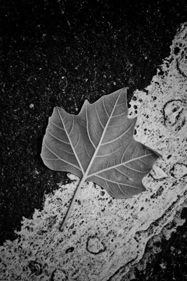 Leaf__2
