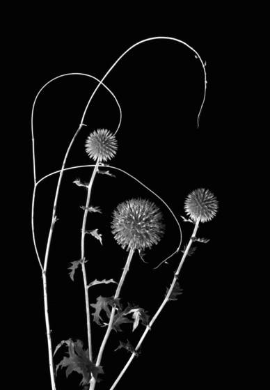 Backyard_treasures