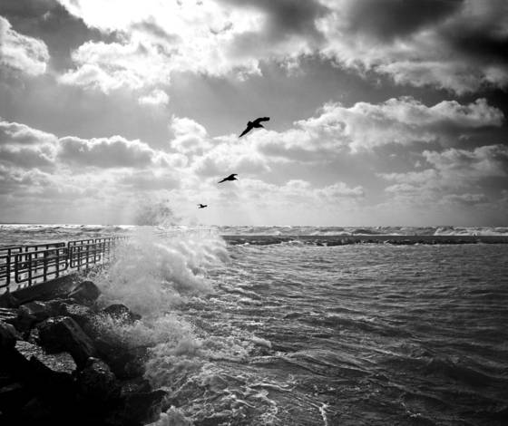 Gulls_in_a_gale