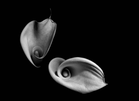 Zantedeschia