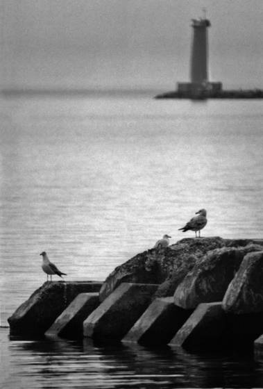 Lighthouse_with_gulls