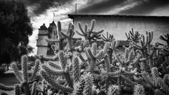 Cactus