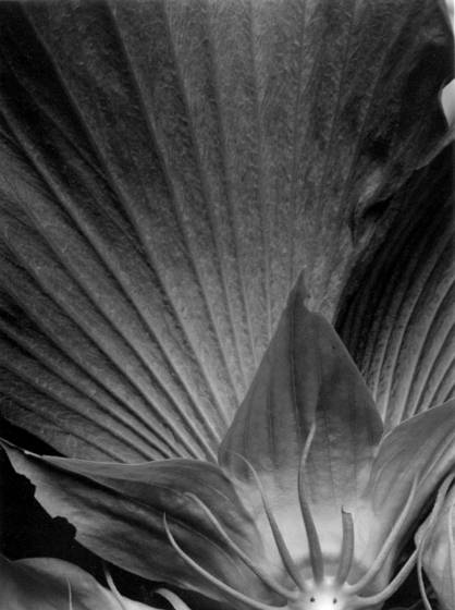 Hibiscus