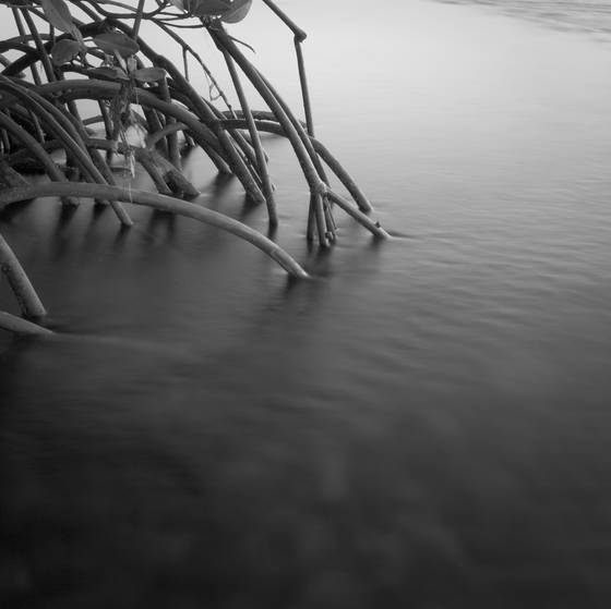 Mangrove_roots___water