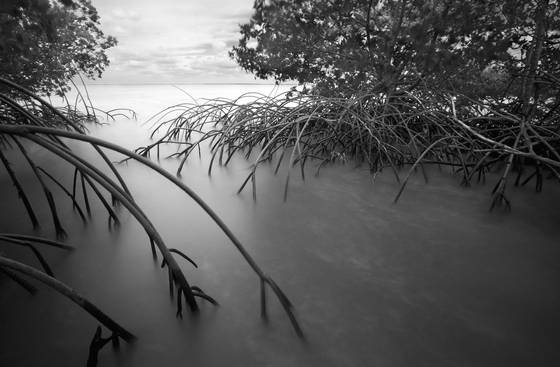 Mangroves__5
