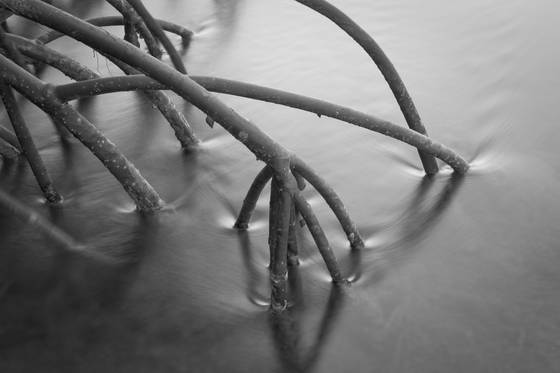 Red_mangrove_study__3