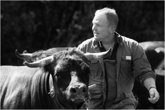 Cow_fights_11