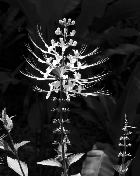 Hilo_botanical_garden