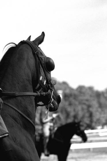 On_the_backstretch_in_saratoga