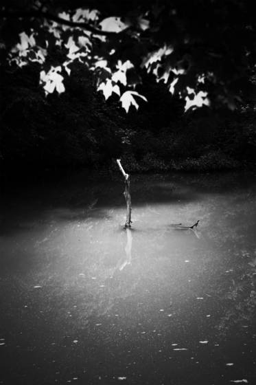 Branch_in_water