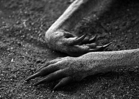 Kangaroo_feet