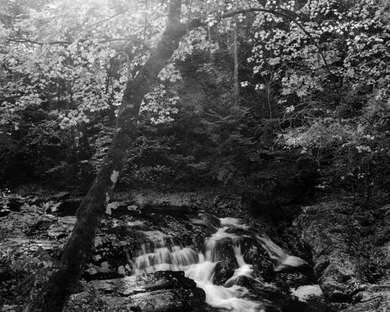 Laurel_creek