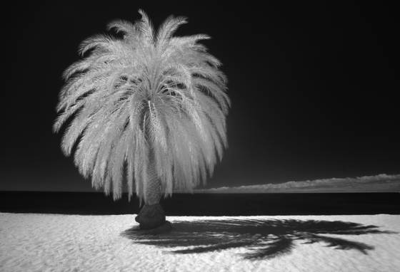 Palm_tree_in_cabo_rojo