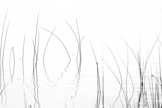 Weeds