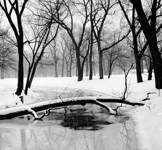 Tree___creek
