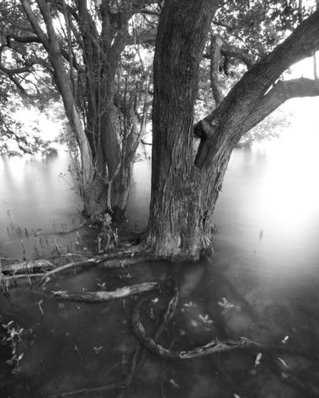 Black_mangal_forest