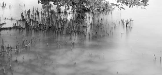 Black_mangrove_root_study