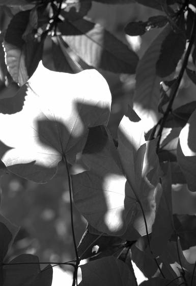 Leaves_1