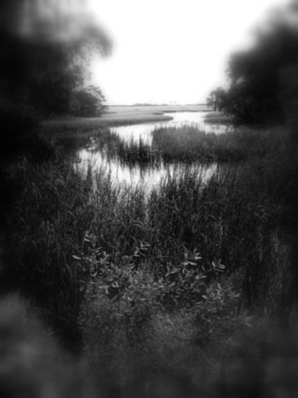 Swamp