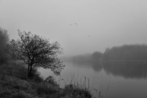 Beaver_pond
