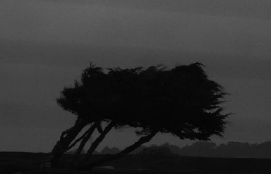 Cypress