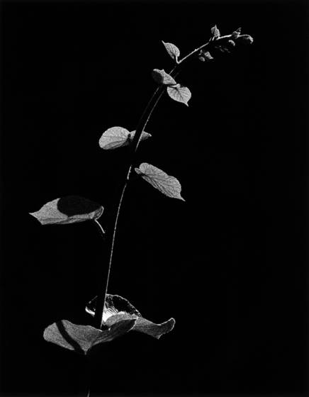 Untitled_38