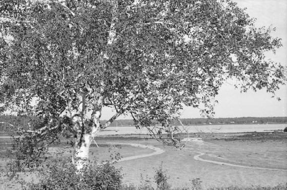 Birch