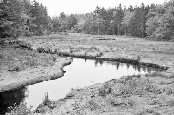 Salt_marsh_2
