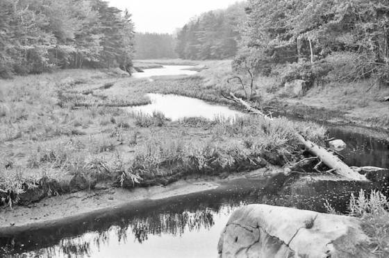 Salt_marsh_3