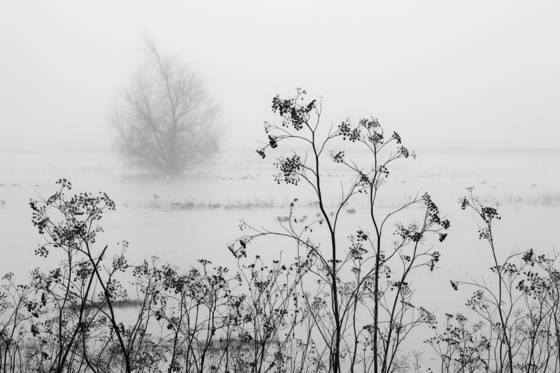 Merced_national_wildlife_refuge_no__3
