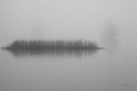 Out_of_the_mist