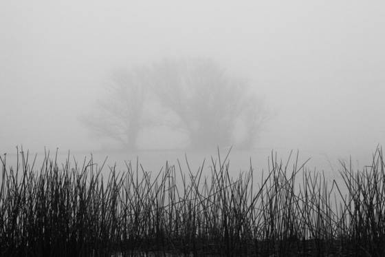 Reeds_and_trees