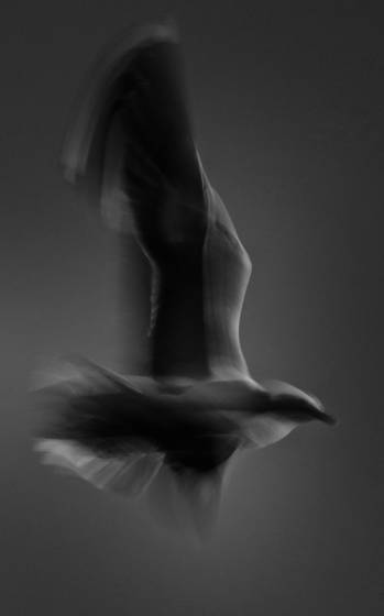 Seagull_torso