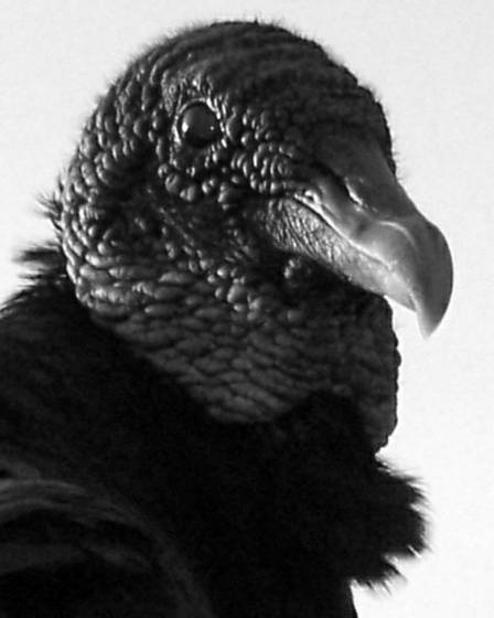 Vinny_the_vulture