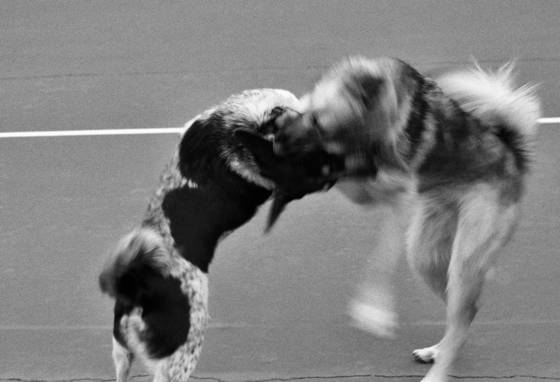 Tennis_court_tangle