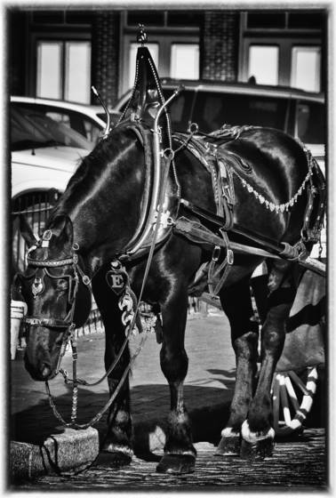 Tour_horse