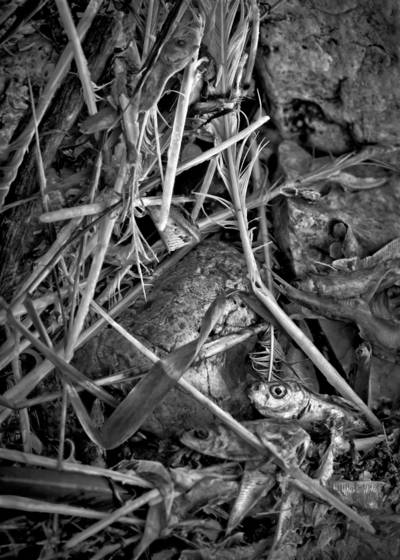 Detritus