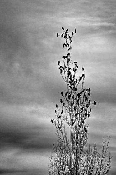 Gathering_birds