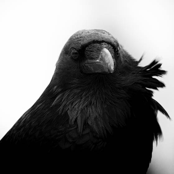 Raven