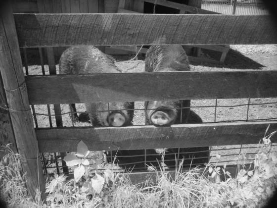 Two_snouts