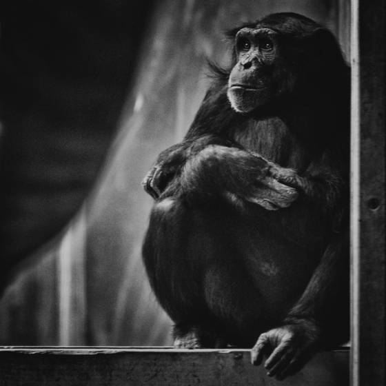 Face_of_innocence